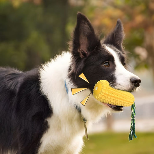 Border Collie standing outdoors while comfortably holding the Globopaw durable corn chew toy in its mouth.