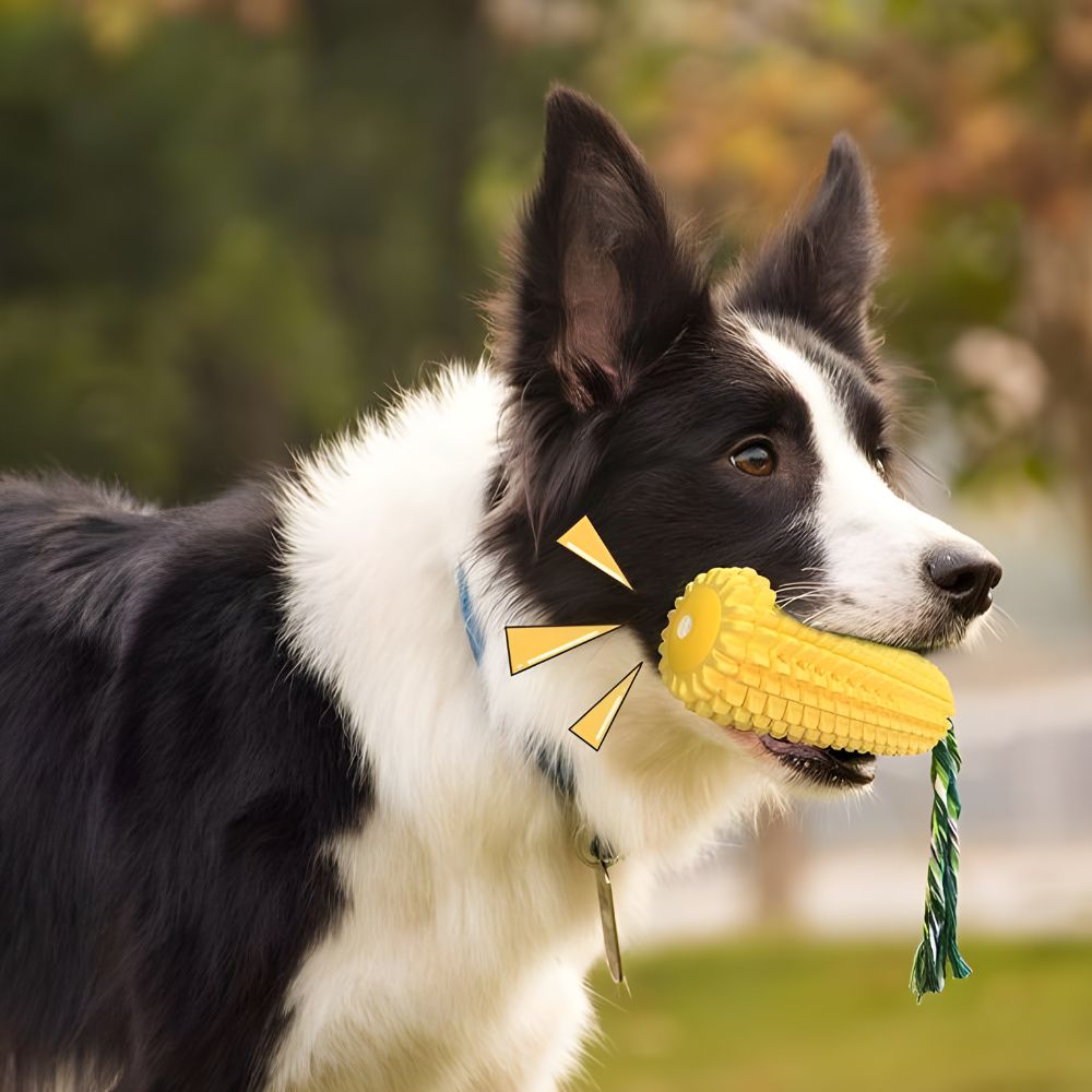 Border Collie standing outdoors while comfortably holding the Globopaw durable corn chew toy in its mouth.