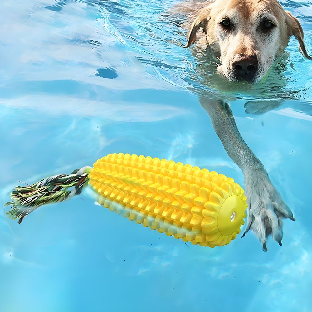 Dog swimming towards the floating Globopaw squeaky corn stick toy during interactive water play in a pool.